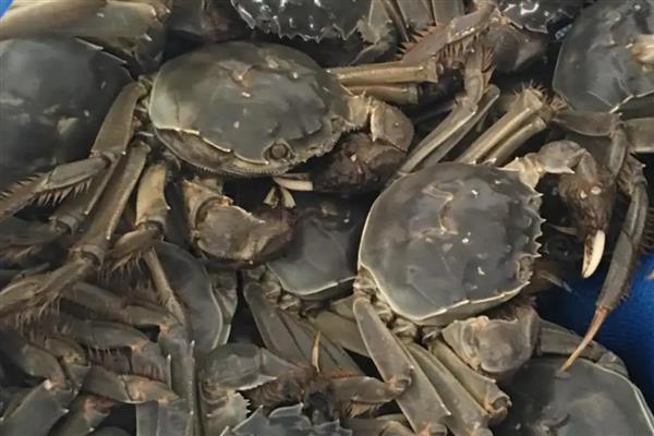 河蟹怎么养能多活几天，需要给它做好保湿工作