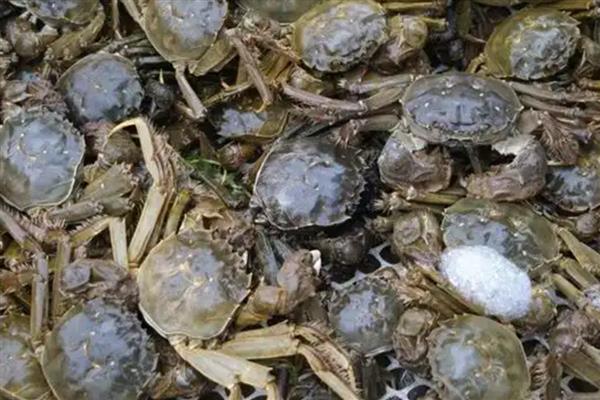 河蟹怎么养能多活几天，需要给它做好保湿工作