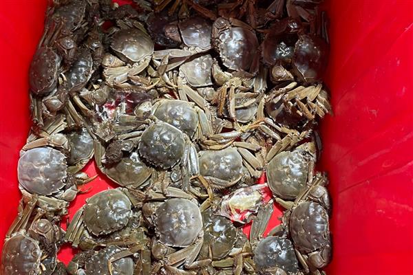 河蟹怎么养能多活几天，需要给它做好保湿工作