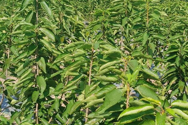 车厘子的种植环境要求，适宜生长在砂性土壤中
