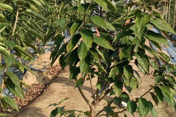 车厘子的种植环境要求，适宜生长在砂性土壤中