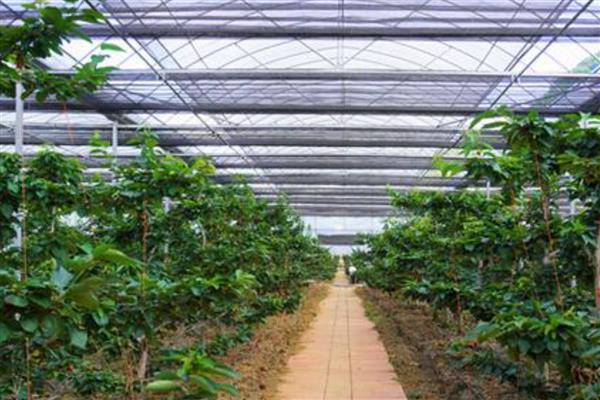 车厘子的种植环境要求，适宜生长在砂性土壤中