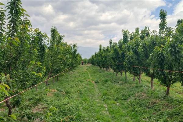 车厘子的种植环境要求，适宜生长在砂性土壤中