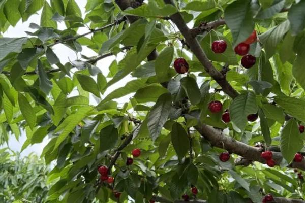 车厘子的种植环境要求，适宜生长在砂性土壤中