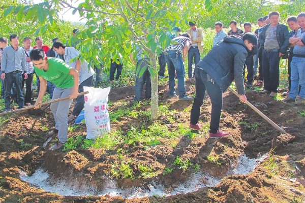 樱桃采摘后的管理方法，适当追肥可避免植株早衰