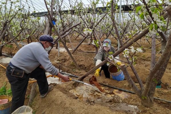 樱桃采摘后的管理方法，适当追肥可避免植株早衰