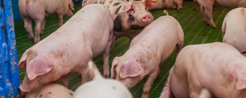 一头猪的屠宰率,一般能达到72-80%左右