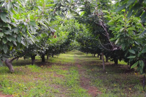 樱桃采摘后的管理方法，适当追肥可避免植株早衰