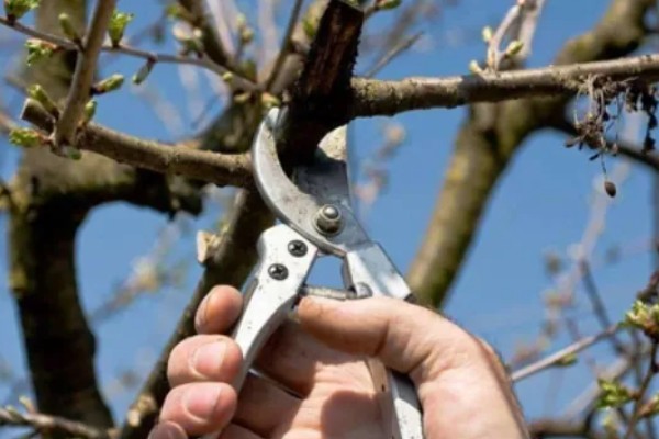 樱桃采摘后的管理方法，适当追肥可避免植株早衰