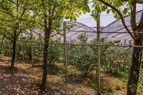 樱桃采摘后的管理方法，适当追肥可避免植株早衰