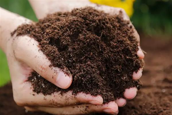 石蒜的养殖方法，生长旺盛期每隔3-5天浇一次水