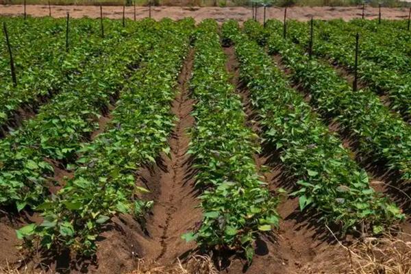 山药的种植技术,每亩地施加3-5m³的腐熟有机肥