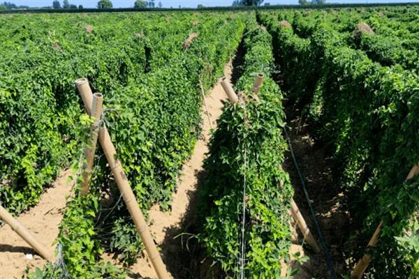 山药的种植技术,每亩地施加3-5m³的腐熟有机肥