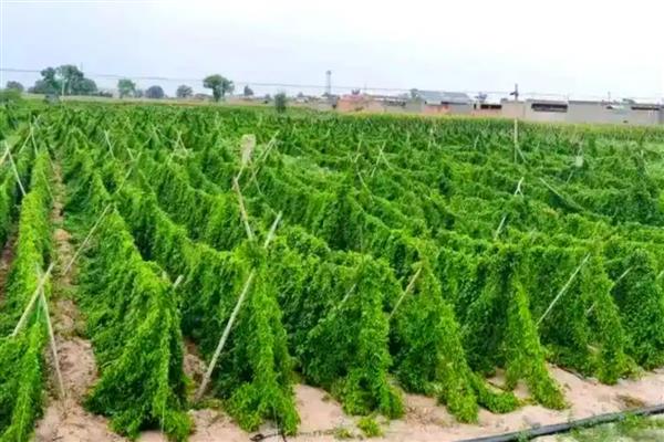 山药的种植技术,每亩地施加3-5m³的腐熟有机肥