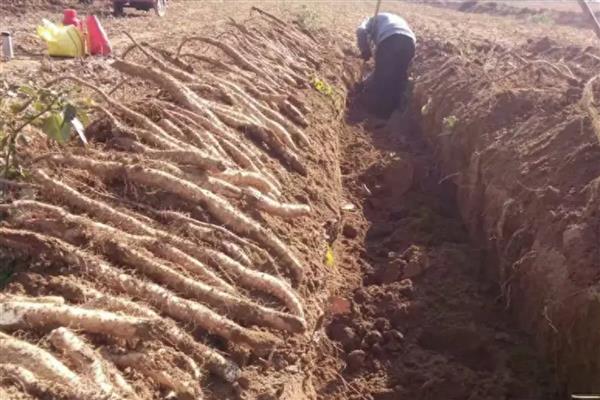 山药的种植技术,每亩地施加3-5m³的腐熟有机肥