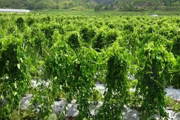 山药的种植技术,每亩地施加3-5m³的腐熟有机肥