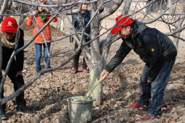 樱桃采摘后的管理方法，适当追肥可避免植株早衰