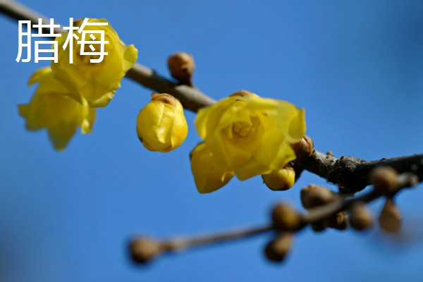 冬天什么花开放,有腊梅、炮仗花等