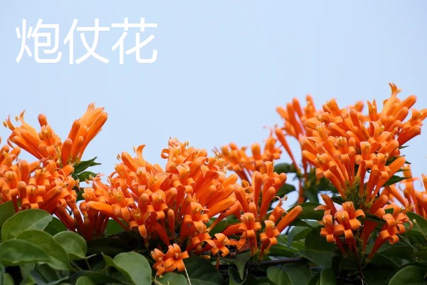 冬天什么花开放,有腊梅、炮仗花等