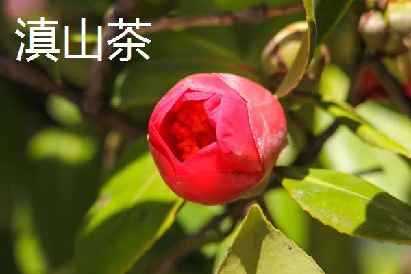 冬天什么花开放,有腊梅、炮仗花等