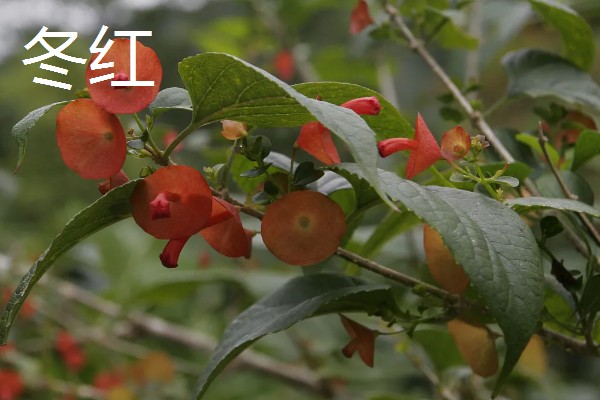 冬天什么花开放,有腊梅、炮仗花等