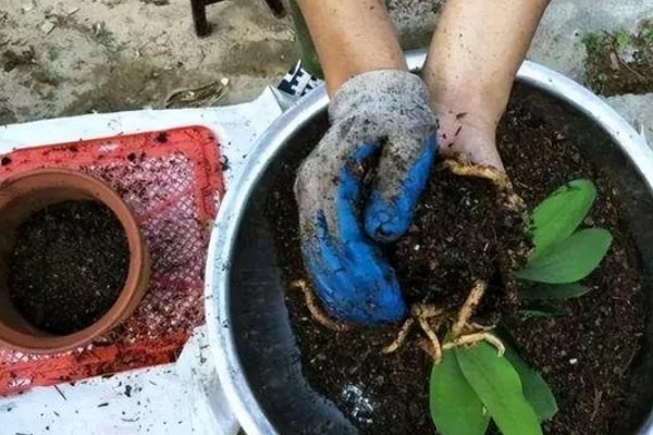 冬天什么花开放,有腊梅、炮仗花等