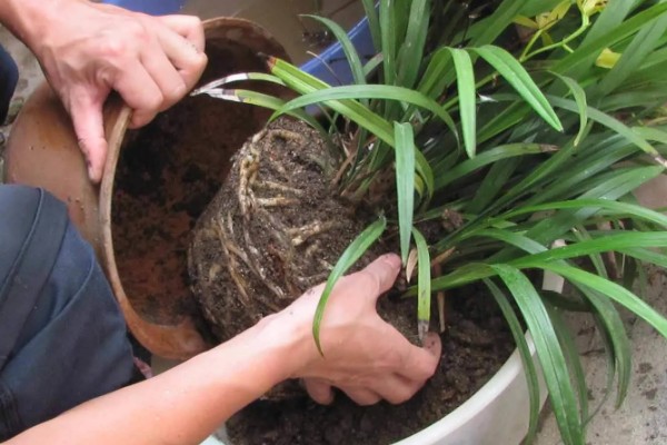 冬天什么花开放,有腊梅、炮仗花等