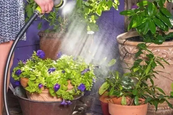 冬天什么花开放,有腊梅、炮仗花等