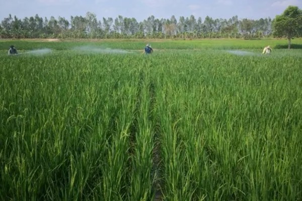 灵斯科丹会影响水稻分蘖吗，通常不会影响到水稻分蘖