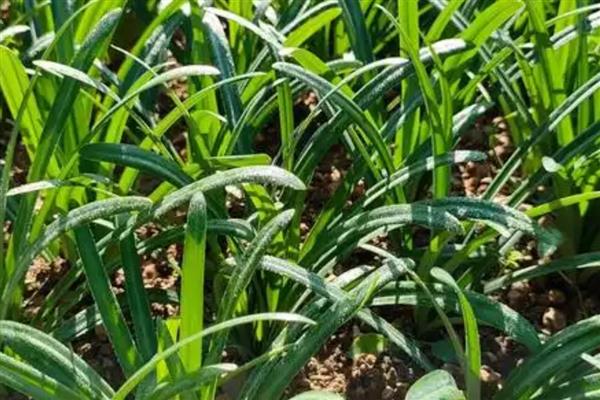 石蒜的养殖方法，生长旺盛期每隔3-5天浇一次水
