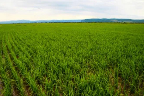 灵斯科丹会影响水稻分蘖吗，通常不会影响到水稻分蘖