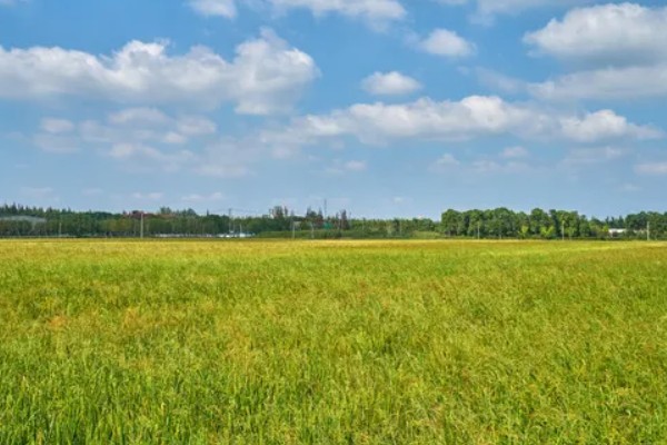 灵斯科丹会影响水稻分蘖吗，通常不会影响到水稻分蘖