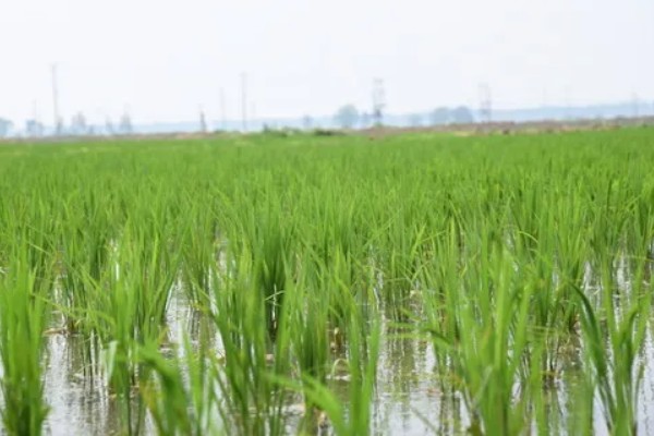 灵斯科丹会影响水稻分蘖吗，通常不会影响到水稻分蘖