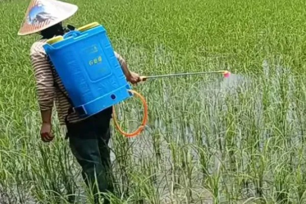 灵斯科丹会影响水稻分蘖吗，通常不会影响到水稻分蘖