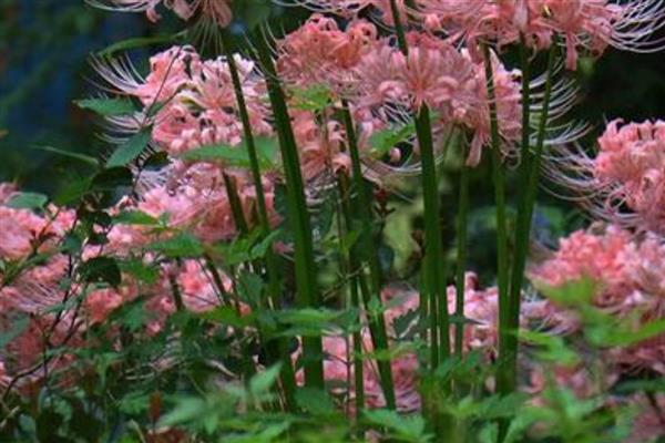 石蒜的养殖方法，生长旺盛期每隔3-5天浇一次水