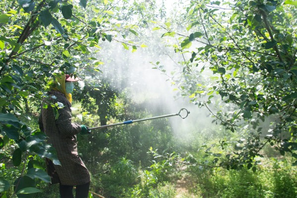 樱桃采摘后的管理方法，适当追肥可避免植株早衰