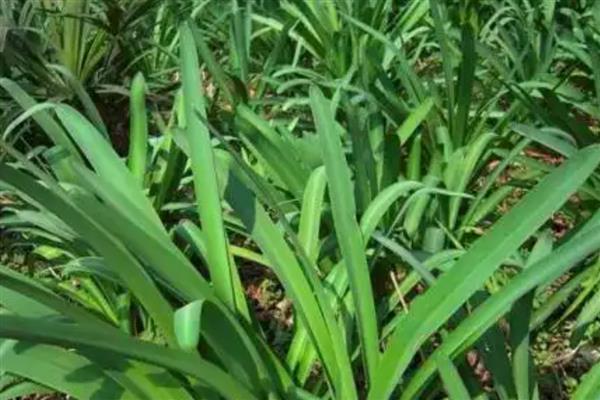 石蒜的养殖方法，生长旺盛期每隔3-5天浇一次水