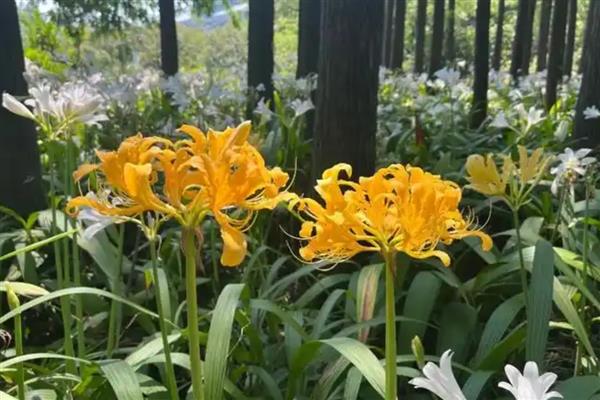 石蒜的养殖方法，生长旺盛期每隔3-5天浇一次水