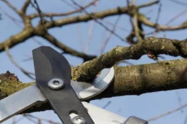 樱桃采摘后的管理方法，适当追肥可避免植株早衰