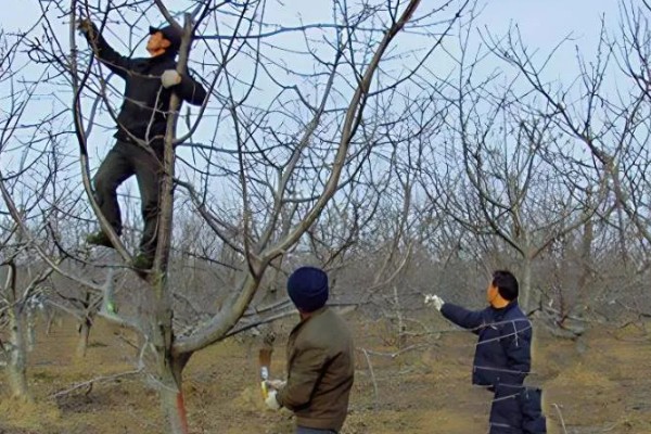 樱桃采摘后的管理方法，适当追肥可避免植株早衰