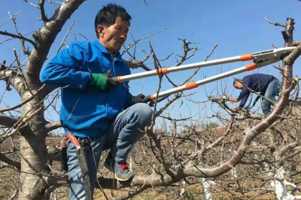 樱桃采摘后的管理方法，适当追肥可避免植株早衰