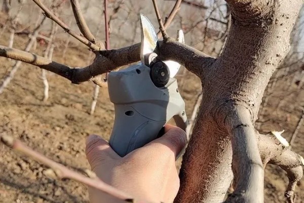 樱桃采摘后的管理方法，适当追肥可避免植株早衰