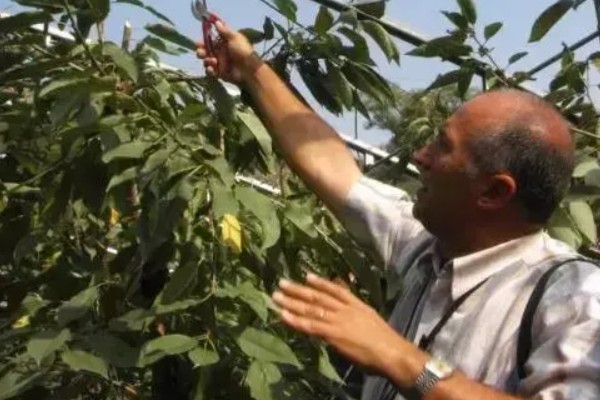 樱桃采摘后的管理方法，适当追肥可避免植株早衰