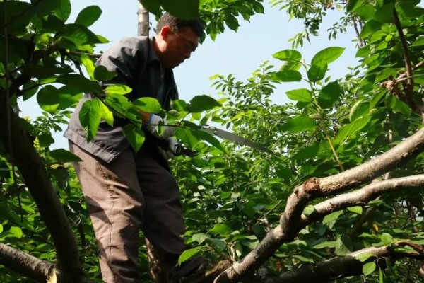 樱桃采摘后的管理方法，适当追肥可避免植株早衰