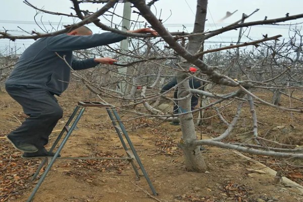 樱桃采摘后的管理方法，适当追肥可避免植株早衰