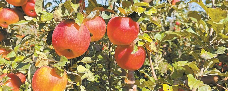 新疆奎屯市的特产,有伊犁苹果、斯尔玛克等