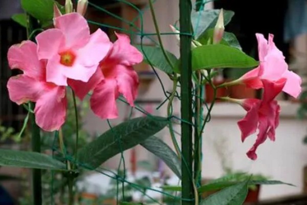 飘香藤春天如何修剪,要给植株进行摘心打顶