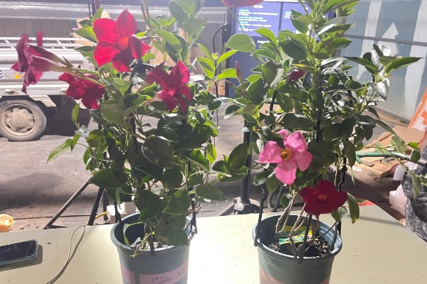 飘香藤春天如何修剪,要给植株进行摘心打顶