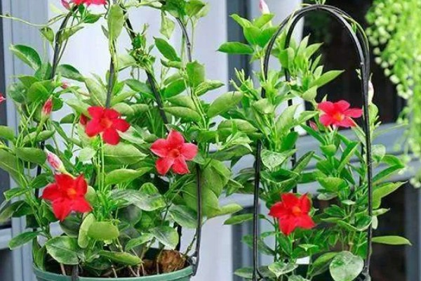 飘香藤春天如何修剪,要给植株进行摘心打顶