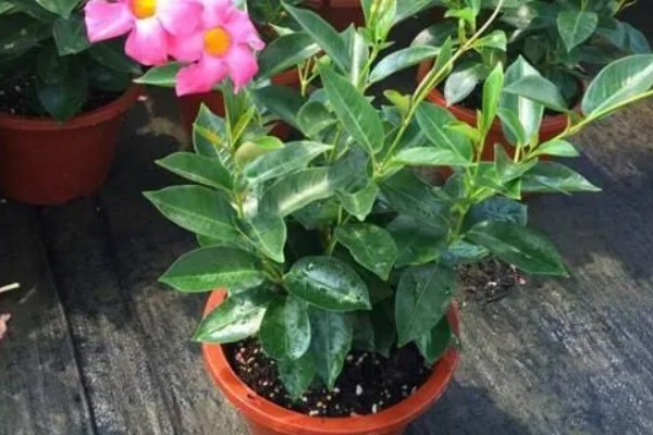 飘香藤春天如何修剪,要给植株进行摘心打顶